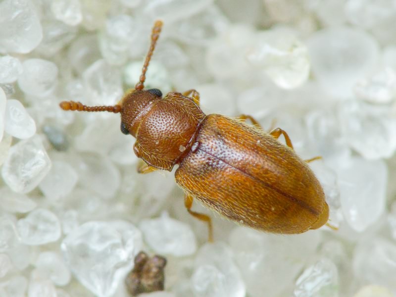 Cryptophagidae Kirby, 1837